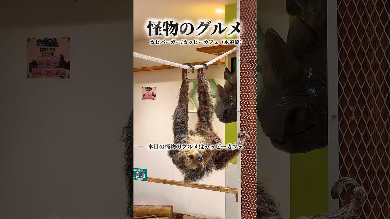 水道橋のアニタッチにあるカッピーカフェ