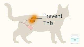 Don't Ignore These Signs! Understanding Kidney Disease in Cats