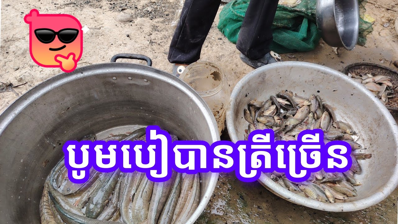 ចាប់​ត្រី​បាន​ច្រើន​ណាស់​