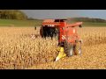 Corn Harvest / Moisson du maïs