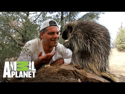 Curiosidades del puercoespín | Wild Frank en California | Animal Planet hqdefault