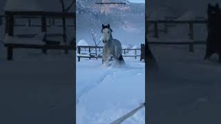 Here is the snow&horse/Вот это снег и конь