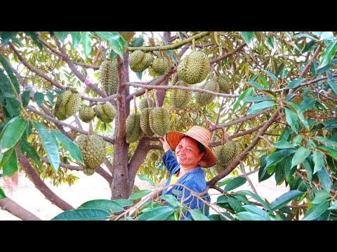 ทุเรียน 1ไร่ได้กี่บาท!!! สวนหมอนทองหลังบ้าน ดกทุกต้น | วิธีการปลูก 3ปีได้กิน💯
