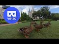 Magic Kingdom Ducks &amp; Cinderella&#39;s Castle | VR180 3D VR