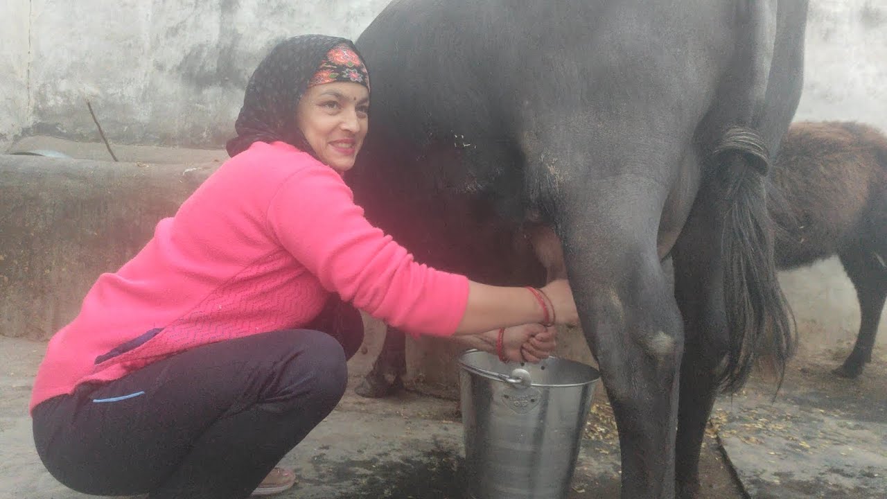 Phir se Ramdulari ki jabardast milking 😜😅 