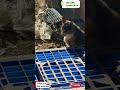 love cats #cat#shortvideo #shorts #youtubeshorts #youtube  #videos