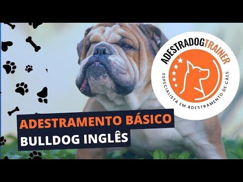 Vídeo: Como Treinar Um Bulldog Inglês