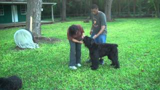 Fun loving Bouvier Des Flandres in Barbados