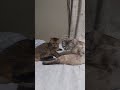 転がってるむぎまるとセバスチャン。 #cat