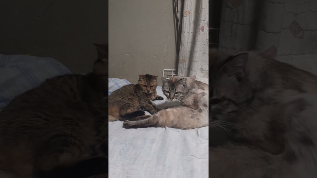 転がってるむぎまるとセバスチャン。 #cat