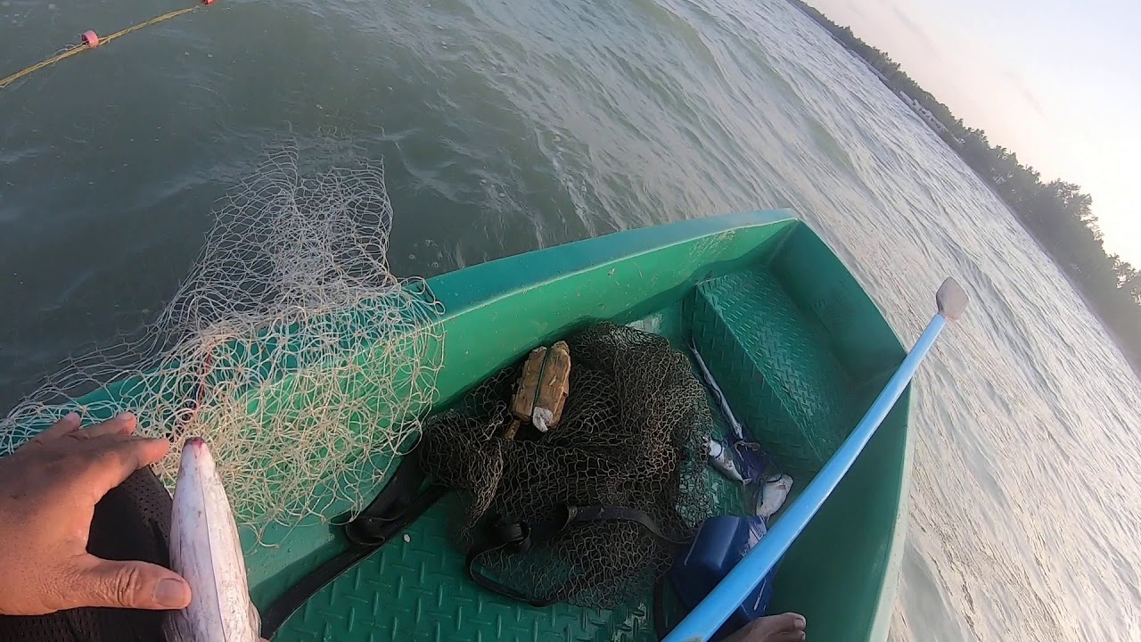 จับปลาในอ่าวทองคำ Ep26.(ปลาสาก)