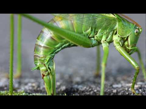 Grasshopper Katydid laying eggs - sprinkhaan legt eieren
