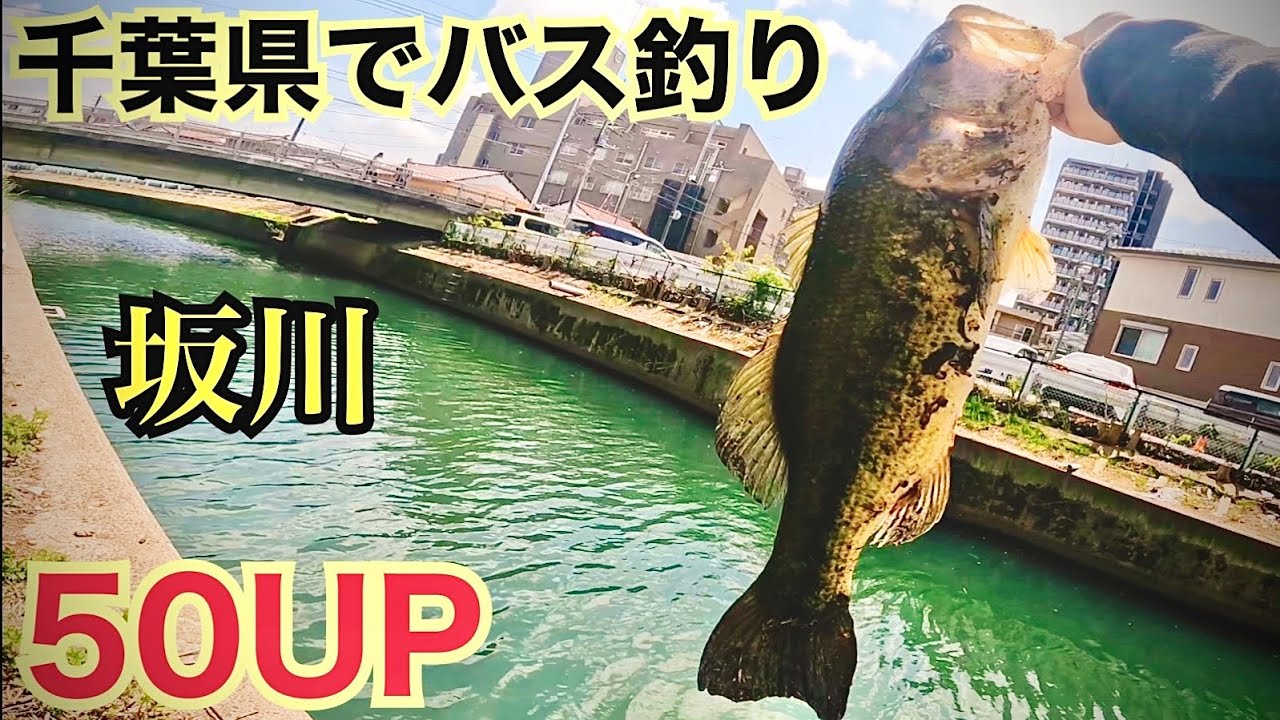 千葉県 坂川でバス釣り