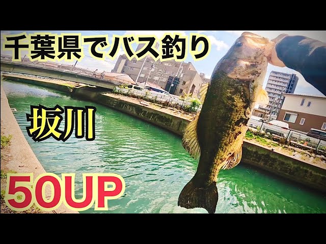 Topwater bass fishing ブラックバスをより深く楽しみたい大… Topwater bass fishing ブラックバスをより深く楽しみたい大