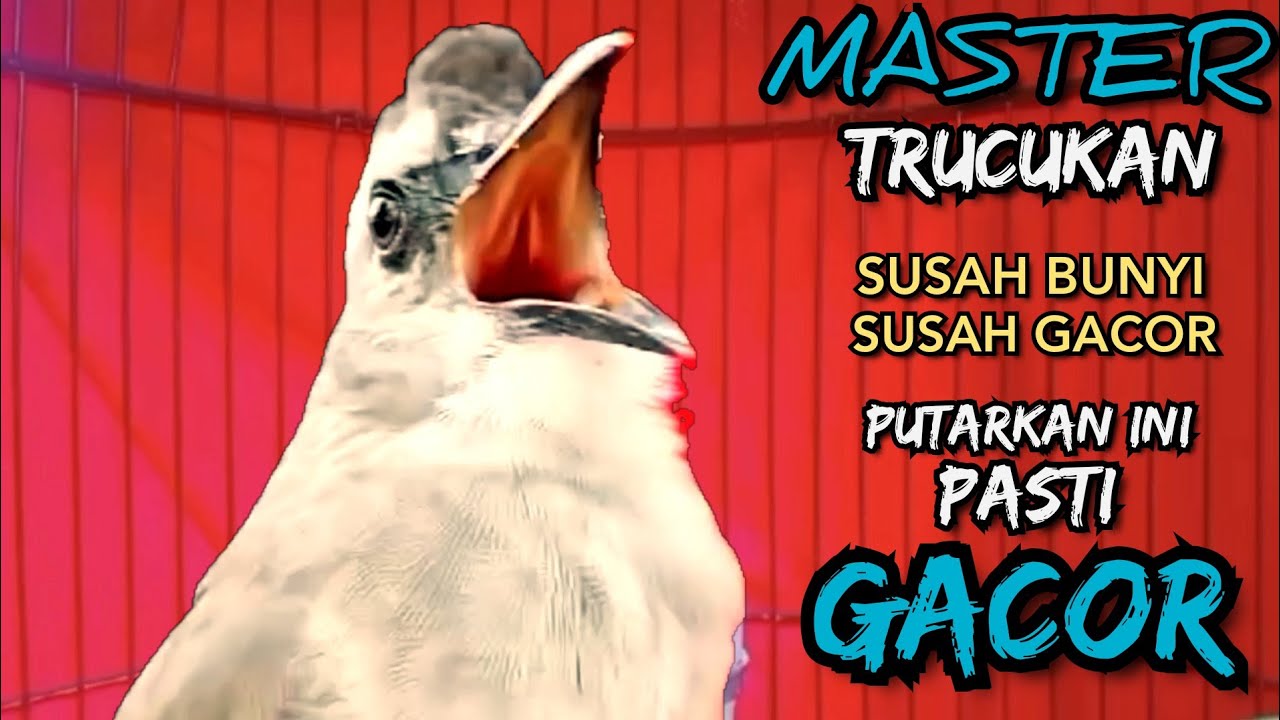 TRUCUKAN BAHAN TRUCUK OMBYOKAN PAUT BISU PASTI IKUT BUNYI AUTO GACOR Mendengarnya