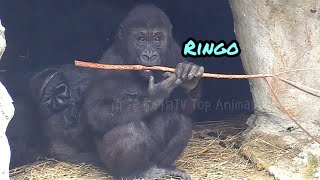 Ringo is very filial and helps his mother catch bugs😆🤣|D'jeeco Family|Gorilla|Taipei zoo