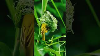 Mohammad Rafi Lata Mangeshkar  Jhilmil Sitaron Ka