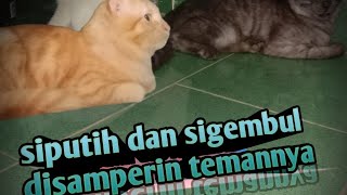 kedatangan teman baru || siputih ketakutan