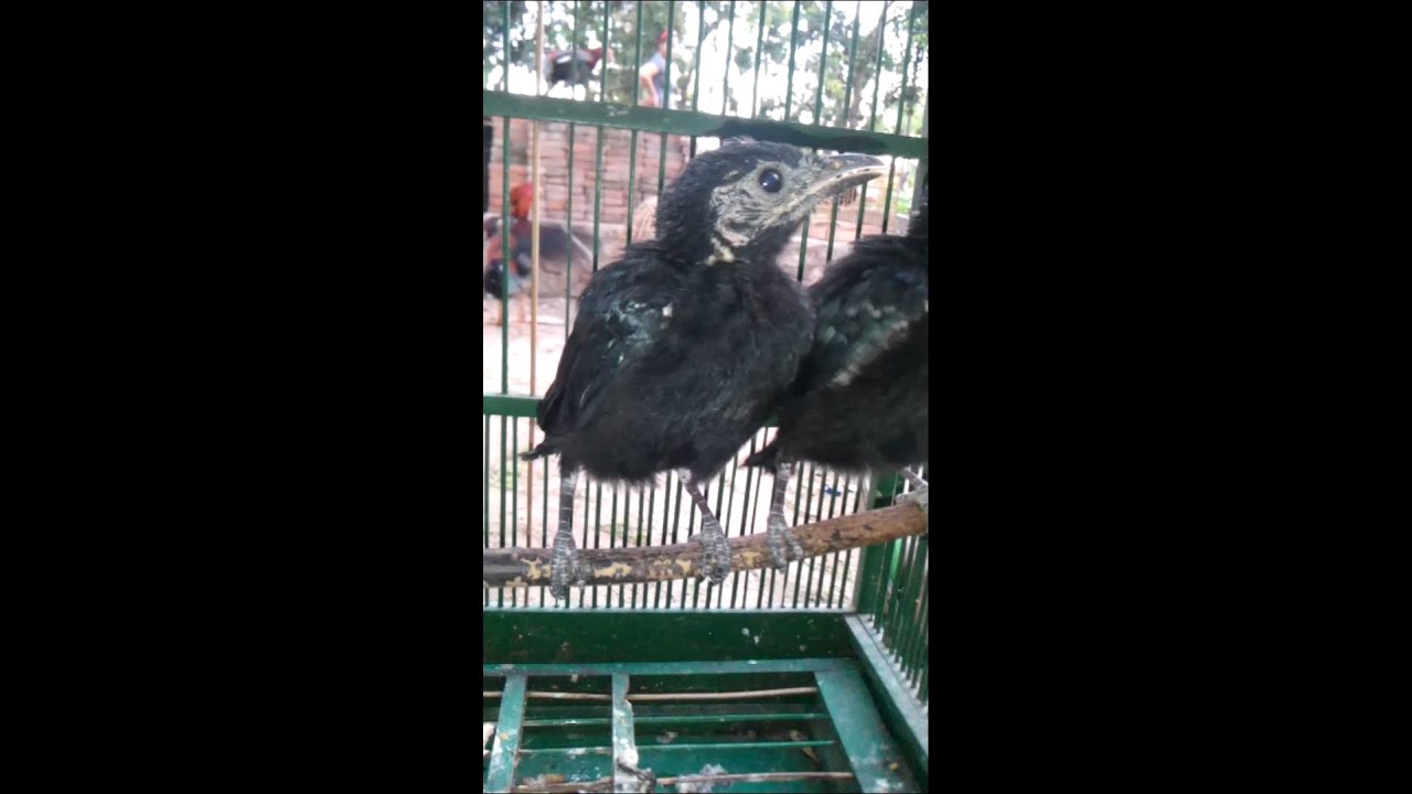 Anak Burung Sri Gunting 3gp Youtube
