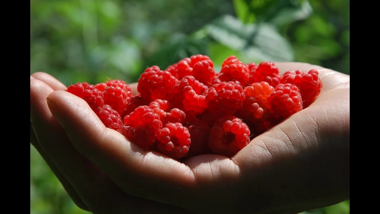 Видео песни сладкая. Сладкая ягода. Сладкие ягоды в лесу. Горькая ягода. Сладку ягоду рвали вместе горьку ягоду я одна.