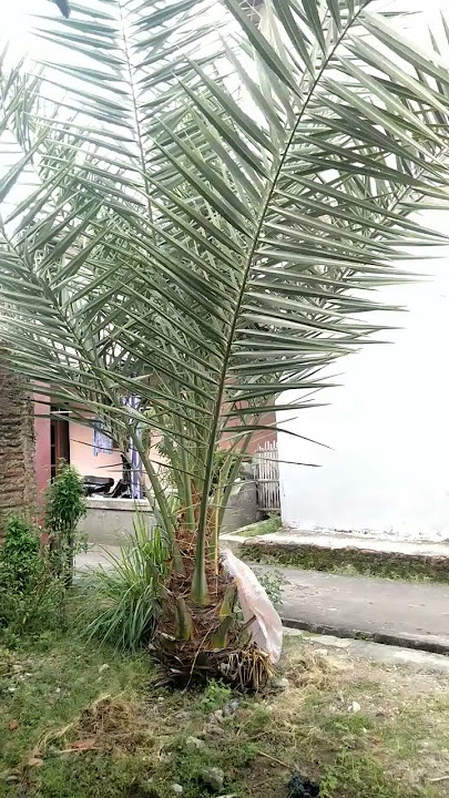 pohon kurma depan rumah .