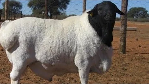 Watch the video about BlackHead Persian - Sheep Breed