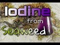 Iodine From Seaweed