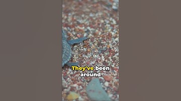 Survivors of Time: The Secret Behind Turtles Outliving Dinosaurs