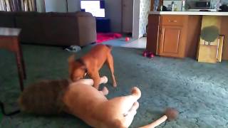 Dog humping stuffed lion!!