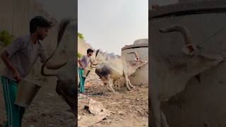 Bach gaya #youtubeshorts #shortvideo