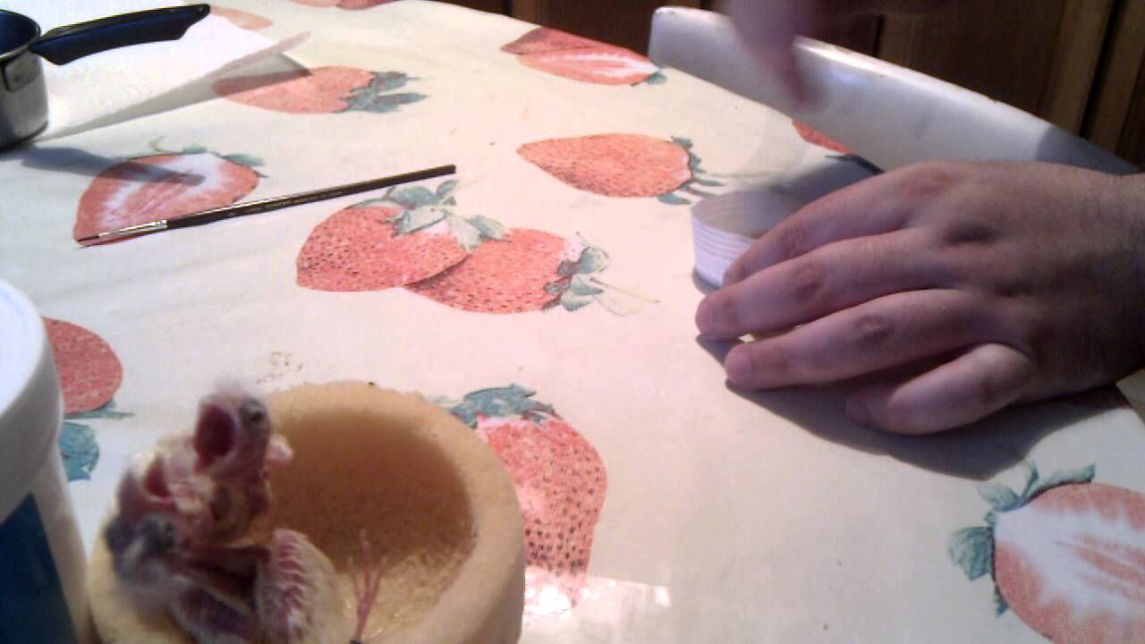 allevamento allo stecco (a mano) canarini parte 2