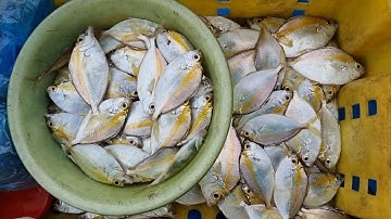 Ngày câu cá liệt dầu.Đêm câu mực (Câu gần bờ)