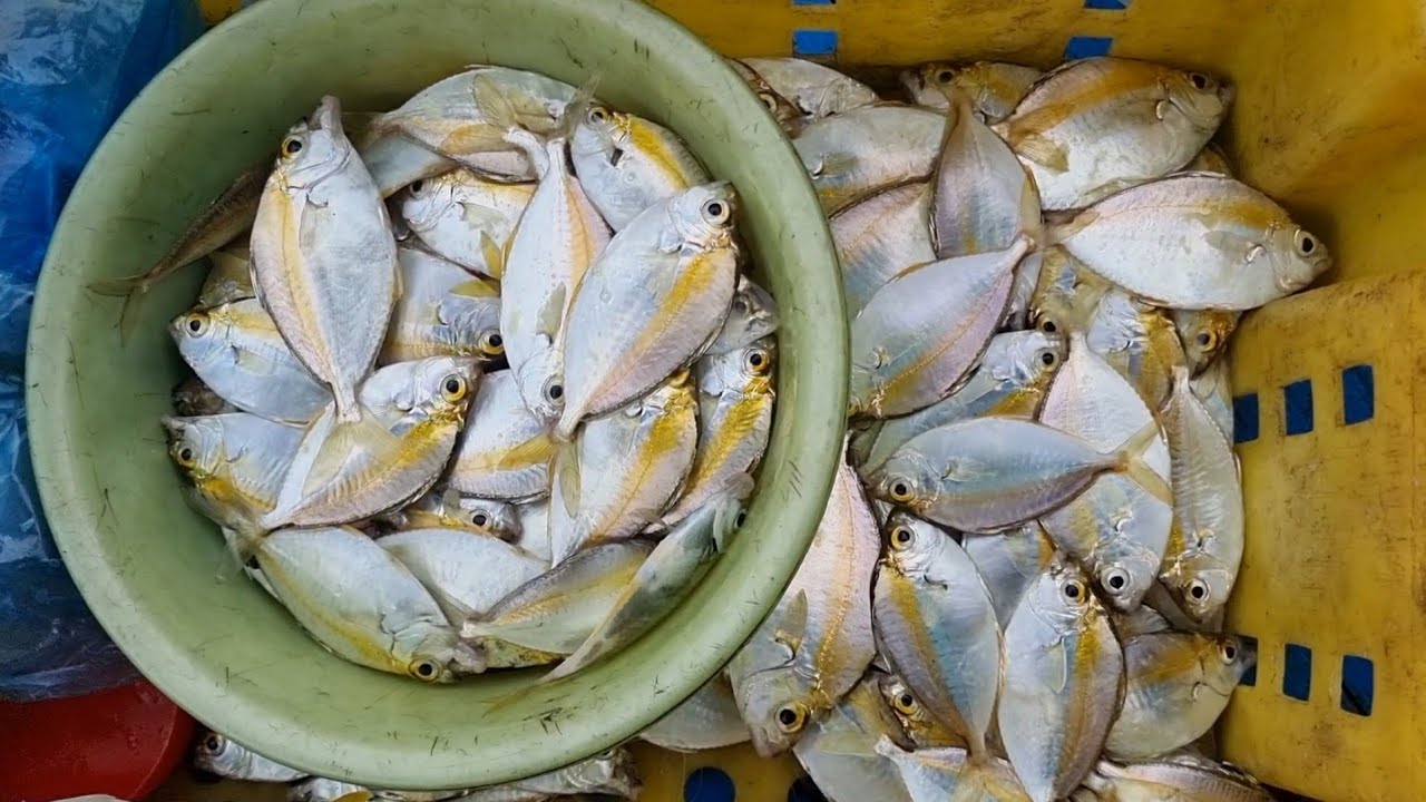 Ngày câu cá liệt dầu.Đêm câu mực (Câu gần bờ)