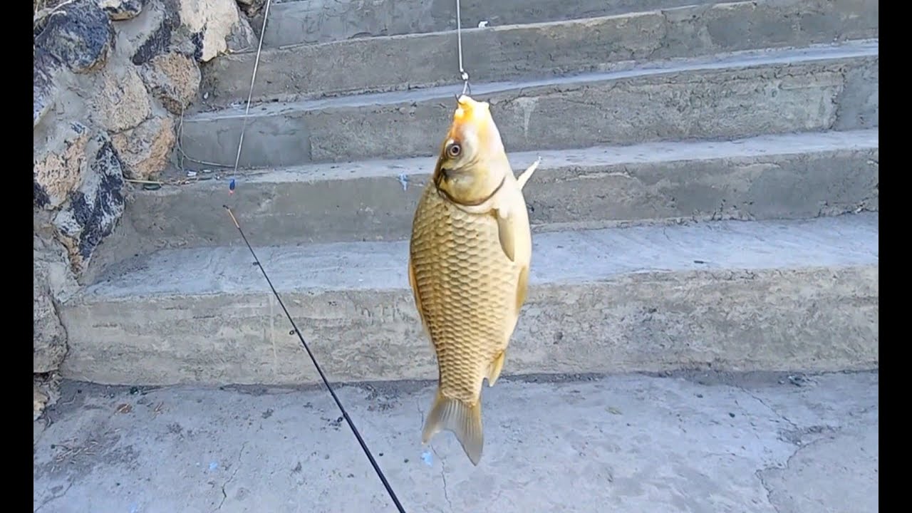 Рыбалка в Армении. Четвертая серия. Ереванское озеро.