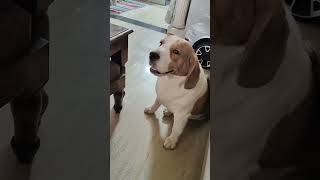 Aaj me bahut gussa huuuuuu..... #beagle #cute #dog #puppy #pets