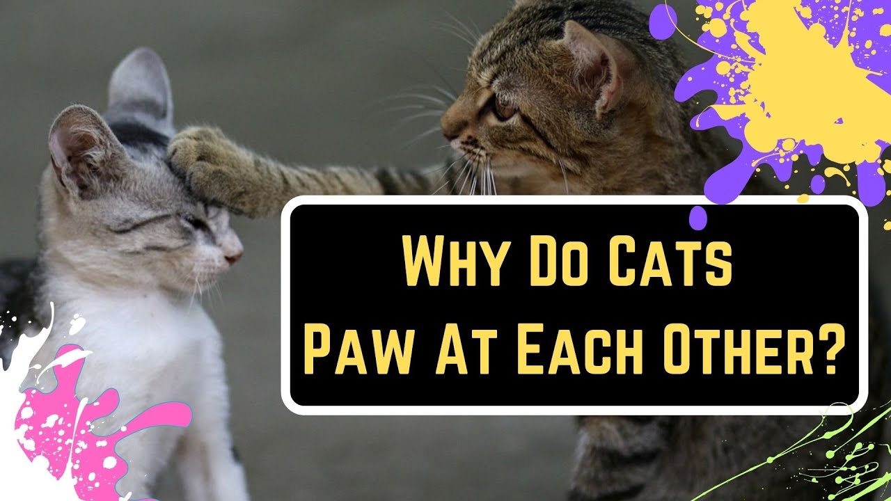 Why Do Cats Slap Each Other With Their Paws? YouTube