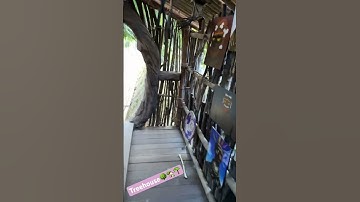 Thumbnail of Treehouse #music #countrymusic #love #song #newmusic #animal #animals #birds