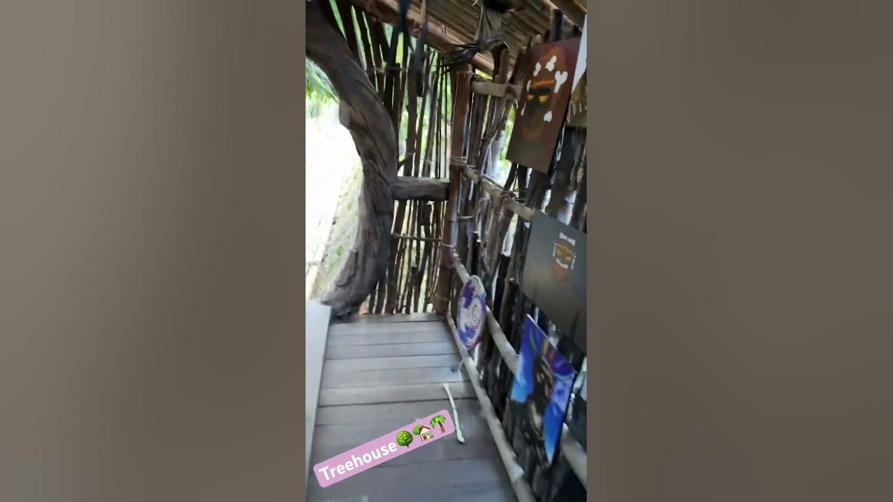 Treehouse #music #countrymusic #love #song #newmusic #animal #animals #birds