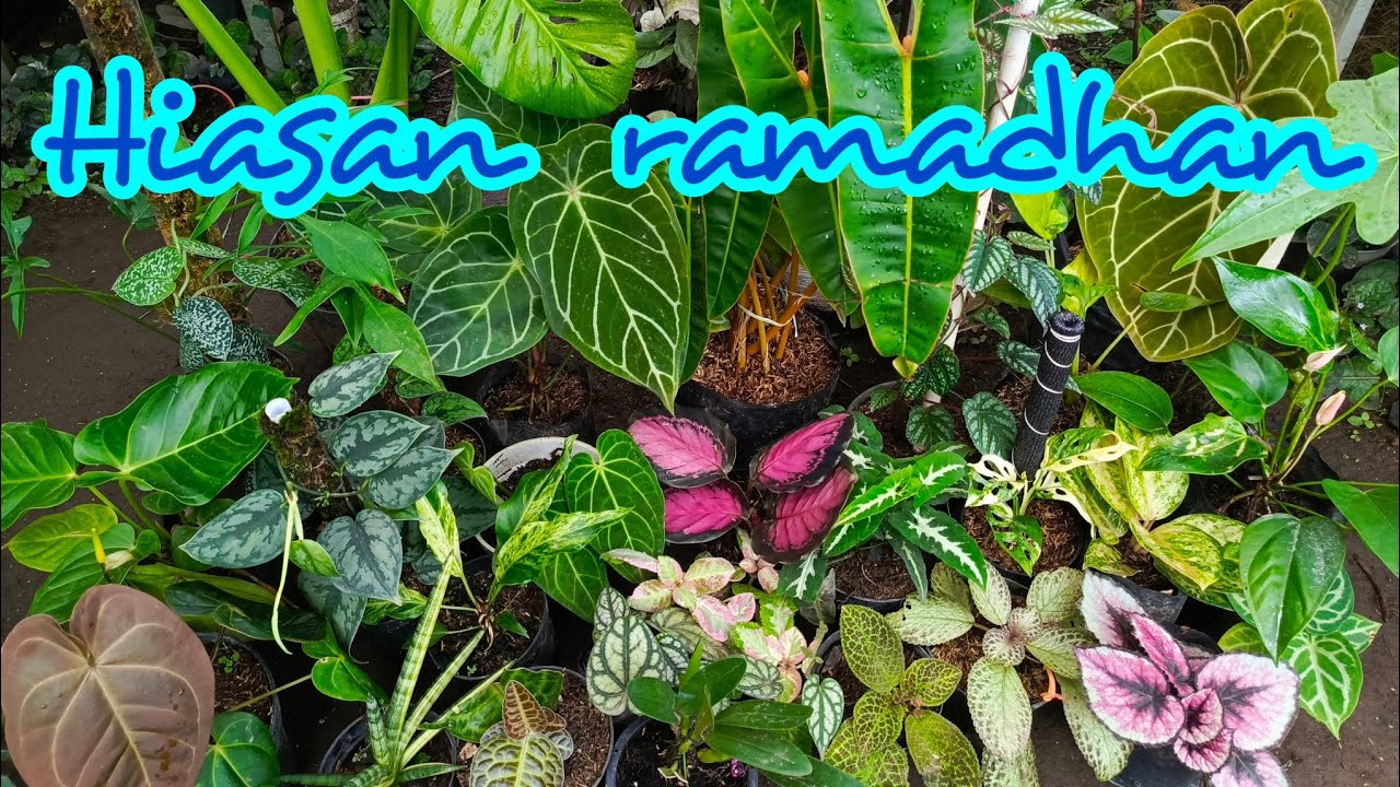 Tanaman joss jiss siap dipandang