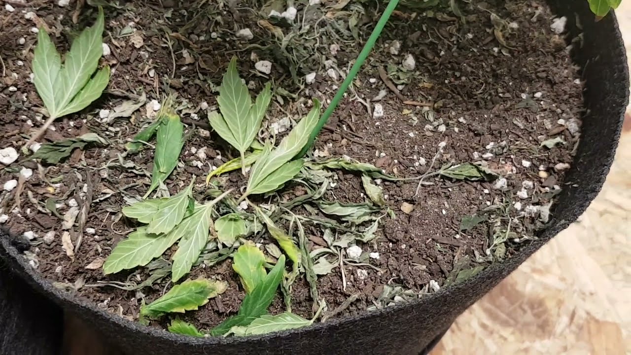 Week #4 of flower for the 