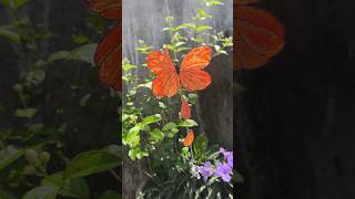 diy butterfly sun catcher 🦋☀️ #pinterest #artreel #aesthetic #décor #suncatcher
