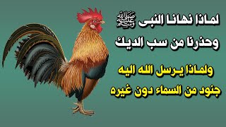 لماذا نهانا النبىﷺ وحذرنا من سب الديك ؟ ولماذا يرى الملائكة دون غيره من المخلوقات ؟ اجابة ستصدمك !