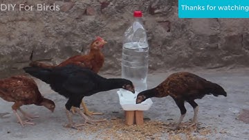 Chicken Waterer DIY | How To Make An Automatic Chicken Water Feeder Homemade | Automatic Waterer