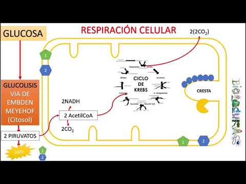 RESPIRACIÓN CELULAR