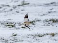 Die Schneeammer in der Eifel 4k (Plectrophenax nivalis) -   1