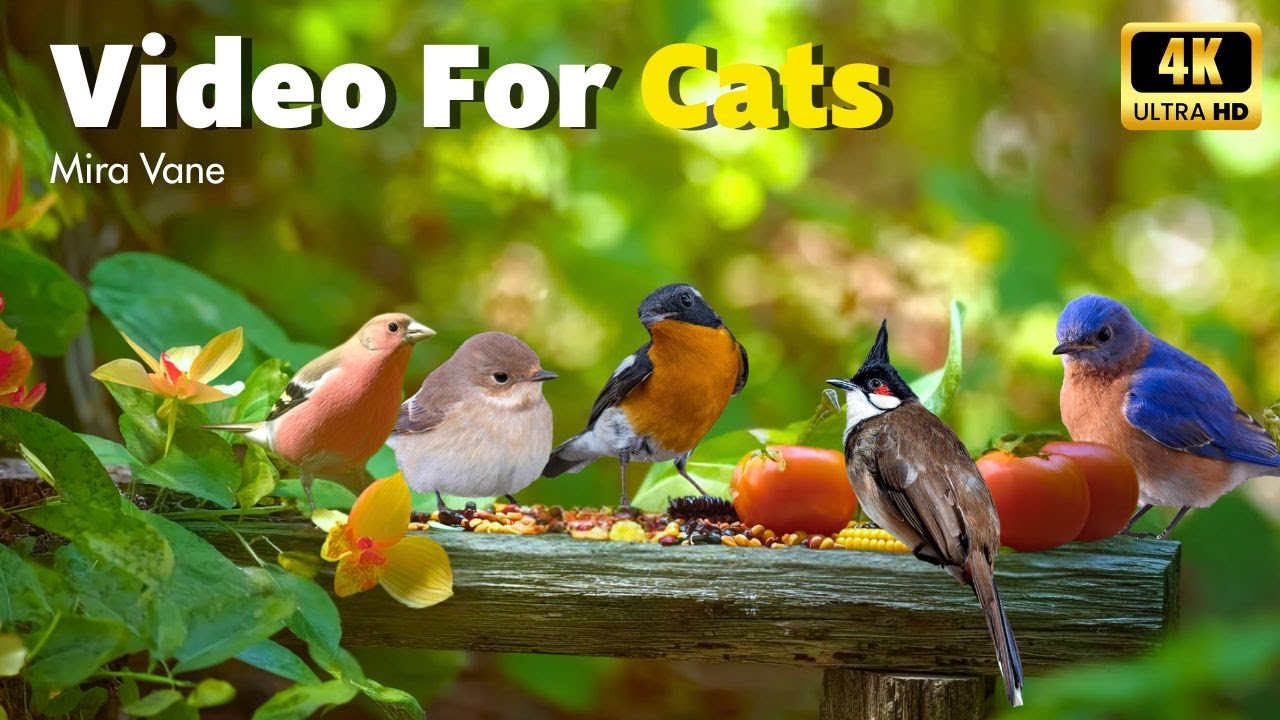 Endless Birdwatching Fun for Your Cat 🐱 Visual Nature Stimulation that Encourages Play & Stillness