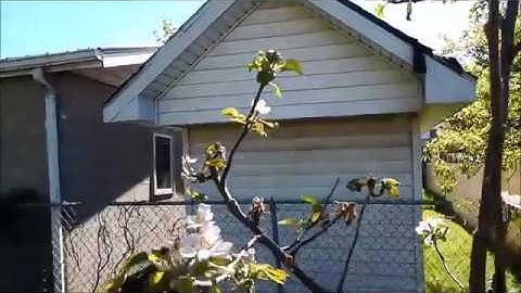 Honeycrisp Apple Tree Reaches Maturity - May 2017