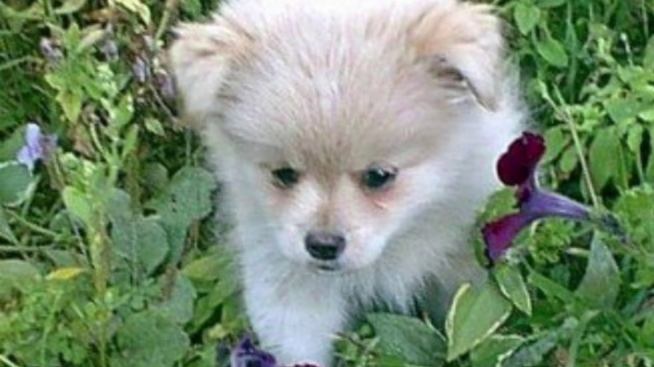 How Much Is A Pomeranian Poodle Mix