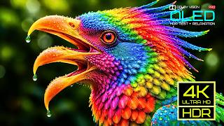Beyond Imagination | Real Dolby Vision HDR TEST | 16K ULTRA HD Nature Video (8K/4K Video TV)