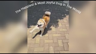 The Happiest & Most Joyful Dog In The World